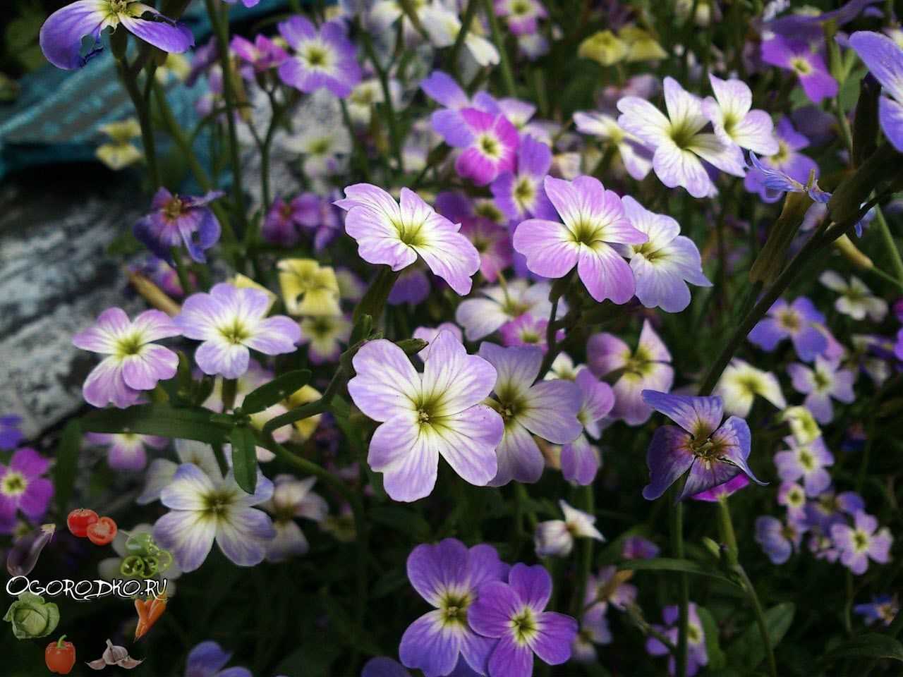 Многолетние осенние цветы (83 фото): виды многолетников, примеры в саду на даче. высокие морозоустойчивые и другие осенние цветы