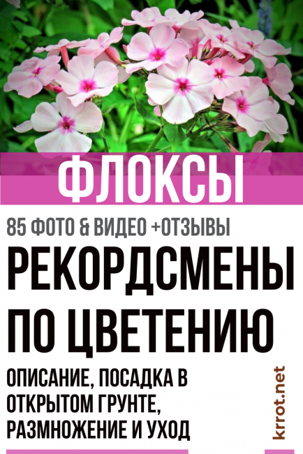 Цветок флокс: фото с описанием, посадка и уход - sadovnikam.ru