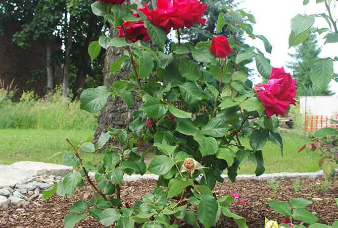 Роза гранд аморе фото и описание отзывы | комнатные цветы