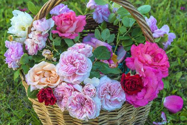 Чем подкормить розы весной для пышного цветения