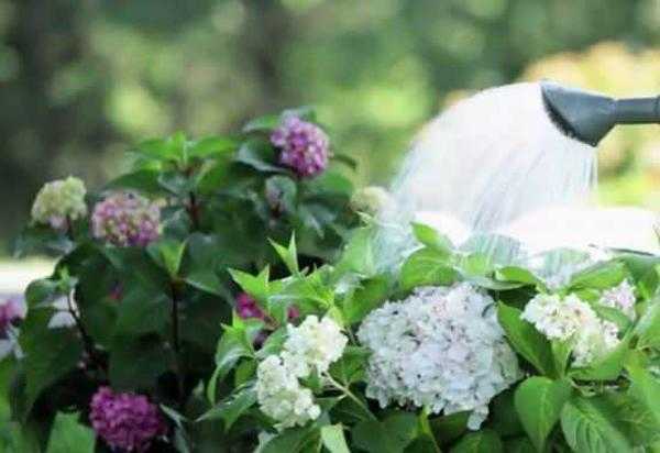 Гортензия садовая — посадка и уход в открытом грунте для новичков