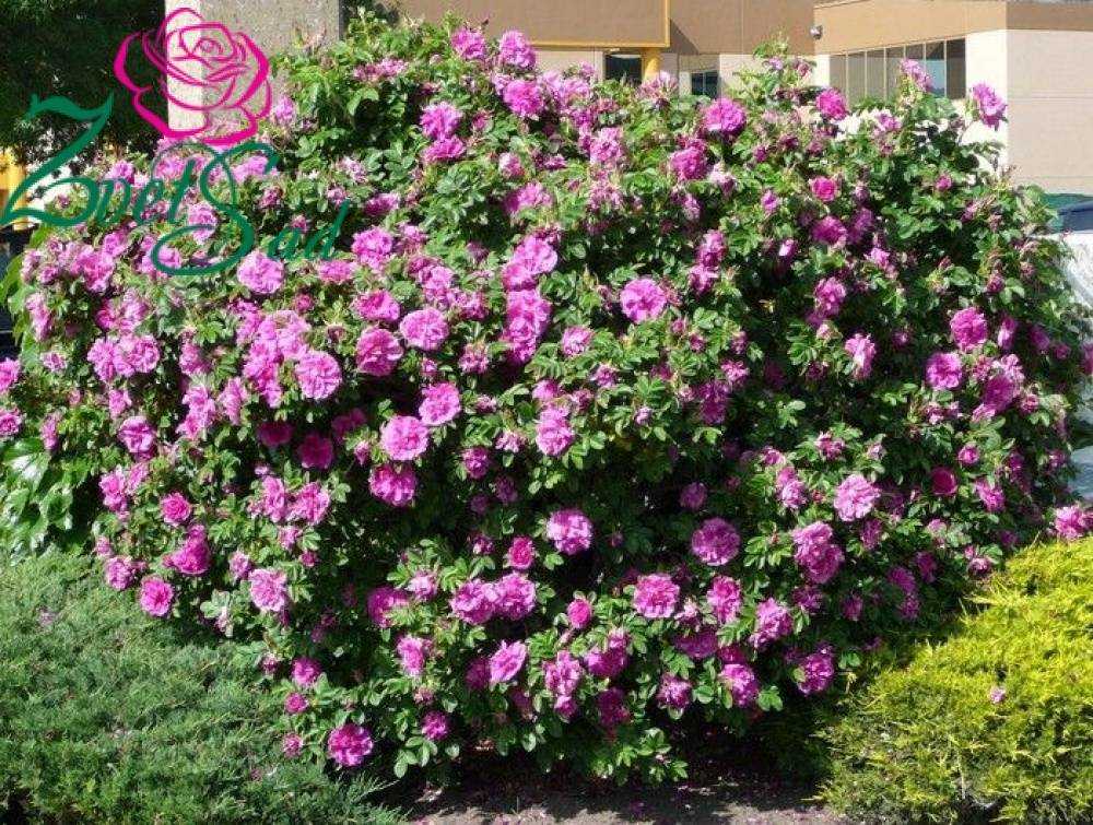 Роза робуста (robusta) — описание сортового куста