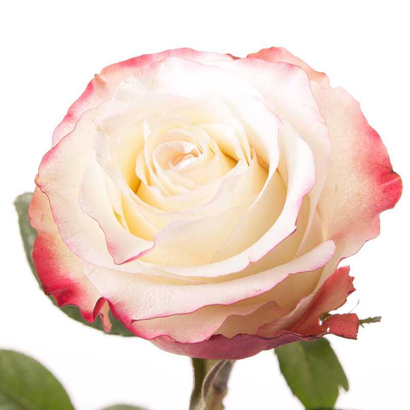 ✅ о розе first lady: описание и характеристики сорта розы первая леди - tehnomir32.ru