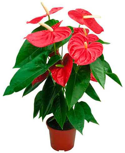 Антуриум красный или мужское счастье: можно ли его держать дома Родина растения Как ухаживать в домашних условиях, чтобы цвел Как выглядит, как пересадить красный цветок
