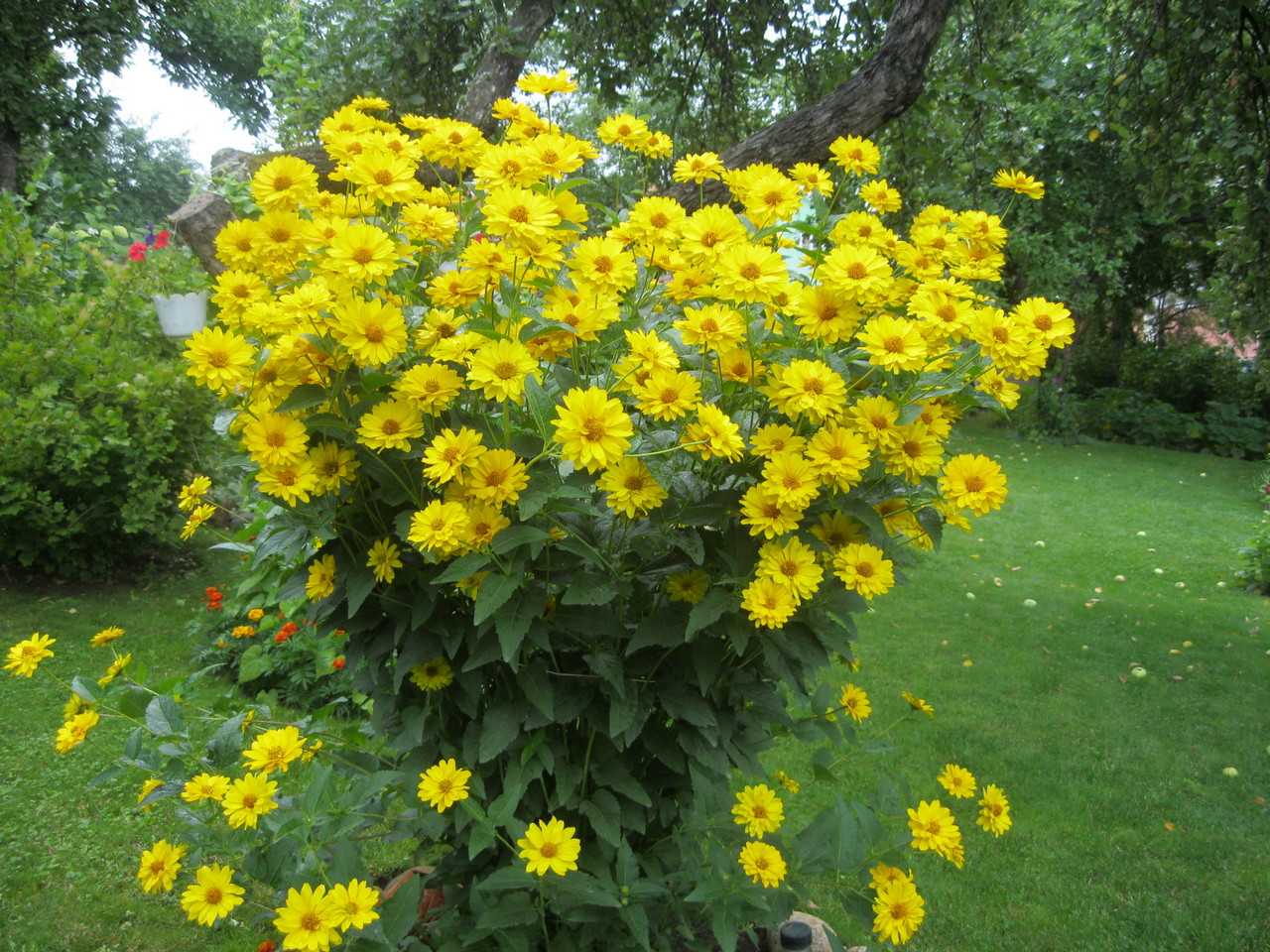 Солнечный цветок гелиопсис многолетний: посадка и уход, фото, полив и обрезка куста, способы размножения и другие нюансы выращивания растения