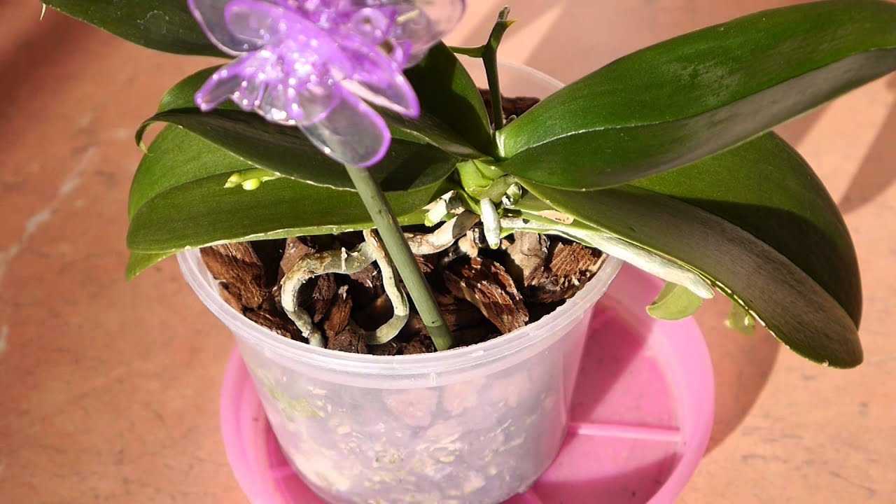 Рассказываем, чем подкормить орхидею в домашних условиях подручными средствами