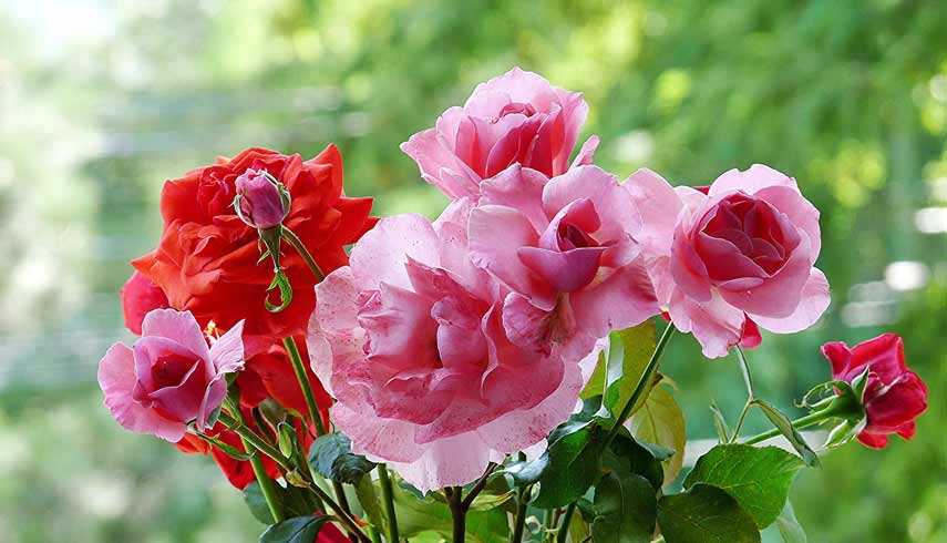 О розе джон дэвис (john davis): описание и характеристики сорта канадской розы