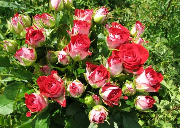 Сорта розовых роз (с фото и названиями) различных групп
сорта розовых роз (с фото и названиями) различных групп