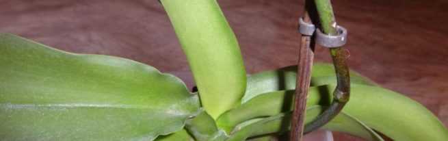 Как отсадить детку орхидеи: варианты в домашних условиях