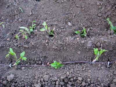Выращивание клематисов. советы для сибири
