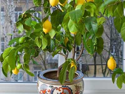 Описание павловского лимона, посадка и уход в домашних условиях
