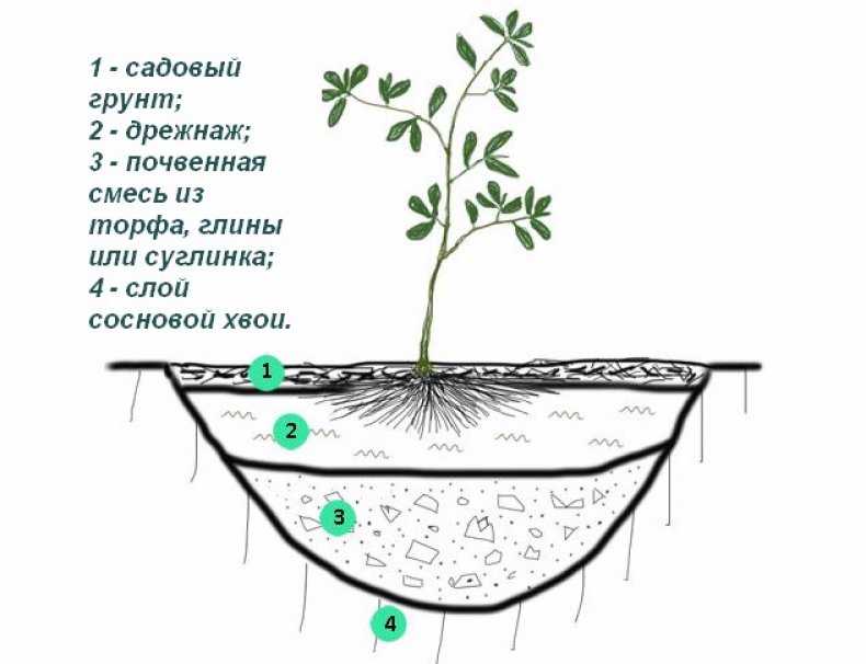 Как выращивать рододендрон садовый в сибири и на урале, правильная посадка и уход, размножение и пересадка азалии, разновидности с названиями и фото