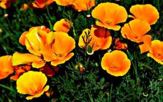 Растение эшшольция: описание цветов, посадка и уход в открытом грунте, применение в саду