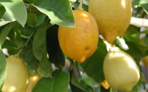 Лайм: сорта и гибриды для выращивания в домашних условиях, полезные свойства фрукта