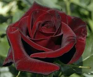 Black magic – чайно-гибридная роза с тёмной, глубокой окраской от tantau