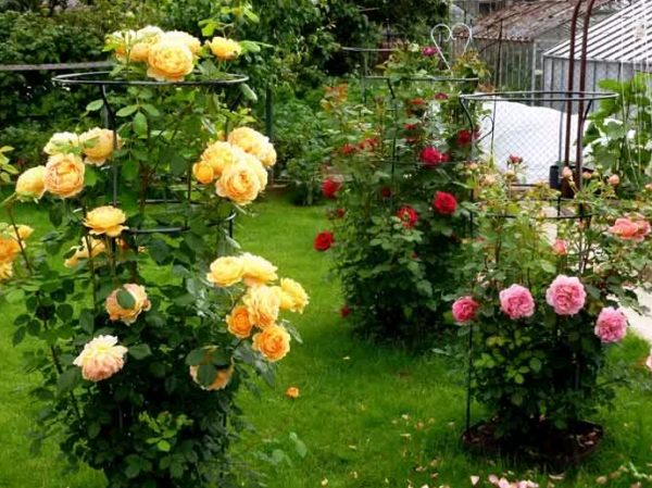 Новое место для «королевы цветов»: как пересадить розу осенью