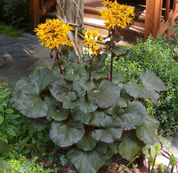 Бузульник – многолетнее травянистое растение для открытого грунта: фото, описание, видео посадки и ухода за цветком