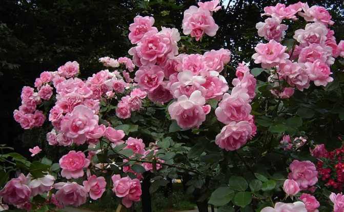 Полиантовые розы: посадка и уход  фото, выращивание из семян в домашних условиях
