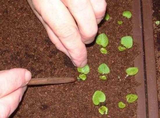 Бегония из семян в домашних условиях — посев и выращивание
