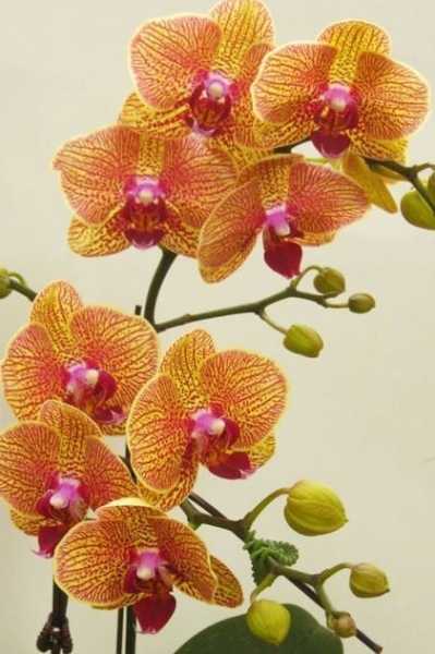Чем орхидея отличается от фаленопсиса? 29 фото фаленопсис - орхидея или нет? основные отличия и описание видов