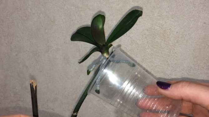 Размножение орхидеи цветоносом: как размножить растение с помощью черенков цветоноса в домашних условиях? можно ли размножать орхидею отцветшими цветоносами?