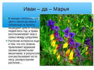 Цветок иван-да-марья: описание, свойства и применение растения