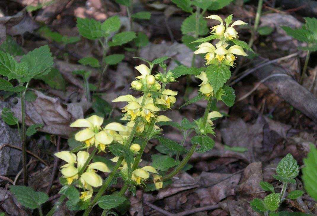 Ортосифона тычиночного (почечного чая) листья (orthosiphonis staminei folia)