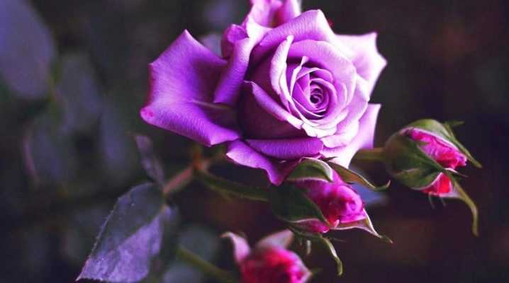Описание пионовидного сорта кустовой розы леди (мадам) бомбастик: как ухаживать