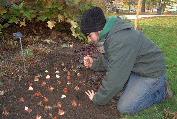 Когда правильно сажать тюльпаны осенью в открытый грунт