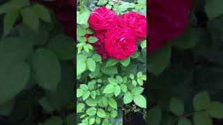 Парковая роза – что это такое, как выглядит, отличие от чайно-гибридной и плетистой, сорта