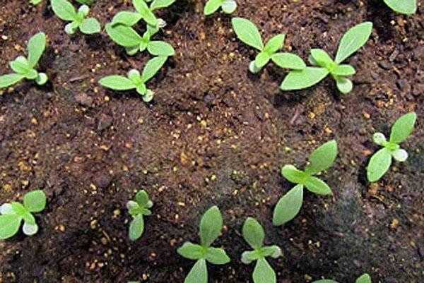 Циния — выращивание из семян в домашних условиях