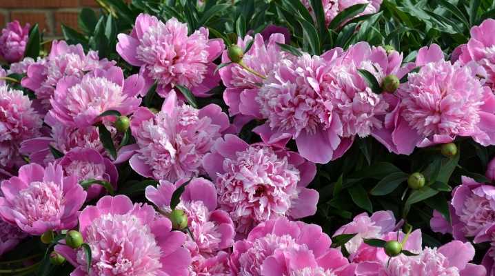 Пион молочноцветковый (paeonia lactiflora) – особенности выращивания