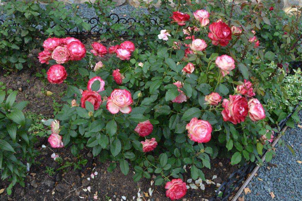 Белая роза анастасия: описание чайно-гибридной красавицы с фото и отзывами о выращивании
