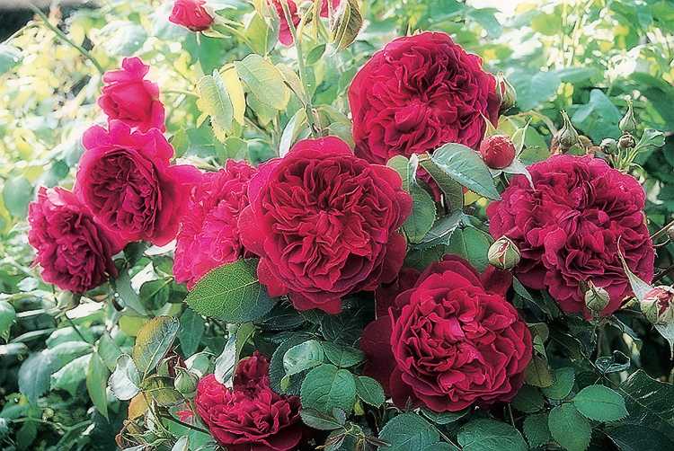 Ароматная роза поль бокюз. описание цветка и фото, особенности ухода и выращивания