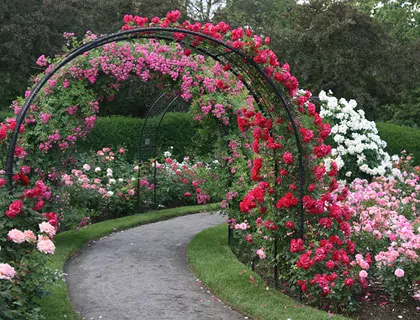 Как сделать розарий в саду: особенности выращивания почвопокровных роз