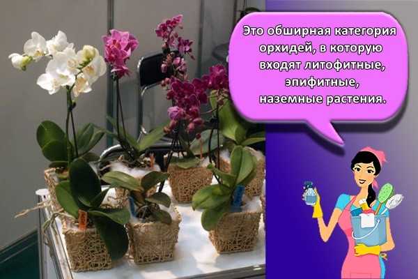 Разновидности орхидей с фото и названиями: комнатные сорта орхидей и виды