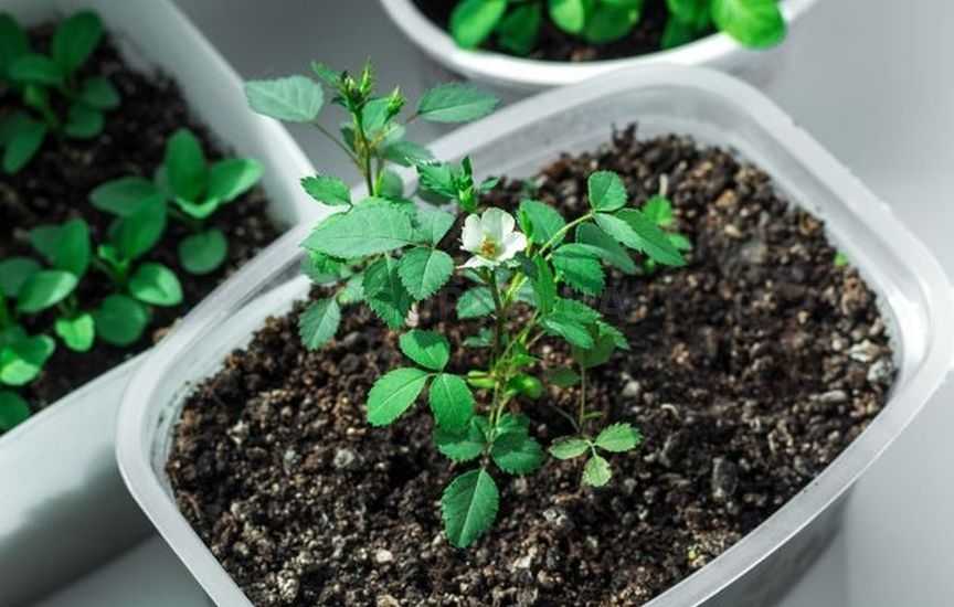 Мастер-класс по выращиванию аспарагуса из семян в домашних условиях
