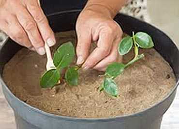Молодило из семян: как вырастить каменную розу в домашних условиях, что необходимо соблюдать для правильного посева, а также рекомендации по посадке и уходудача эксперт