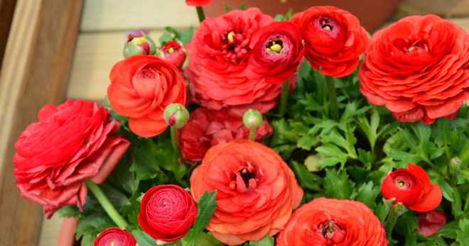 Цветы-аналоги розы: как выглядят и как за ними ухаживать?
