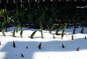 Когда и как правильно сажать тюльпаны осенью в открытый грунт: сроки и правила высадки луковиц