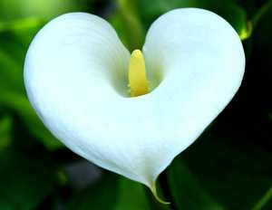 Почему каллы цветы смерти? белые каллы: выращивание в домашних условиях