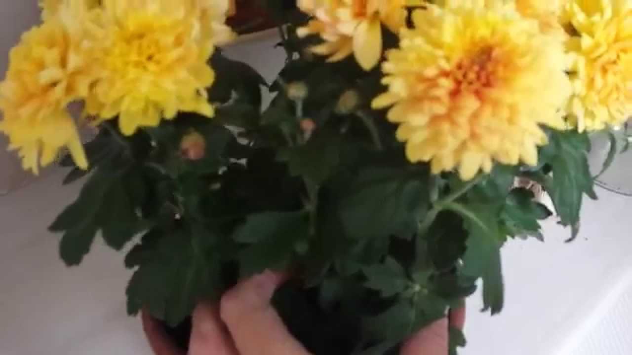 Как правильно размножать хризантемы осенью