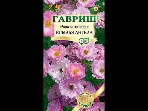 Помогите посадить розу крылья ангелов!)): дневник пользователя вика сорокина