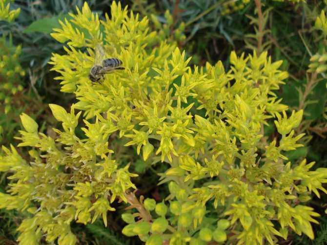 Растение очиток (седум): фото, названия и описание видов цветов, лекарственные свойства очитка
