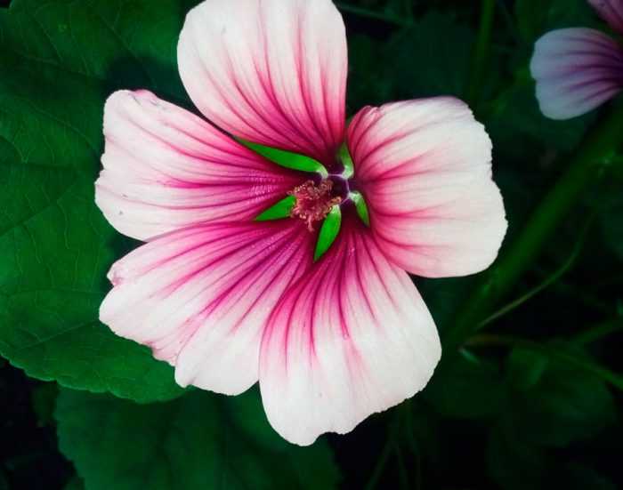 Низкорослые цветы для клумб: название, описание и фото многолетних, двулетних и однолетних цветущих растений