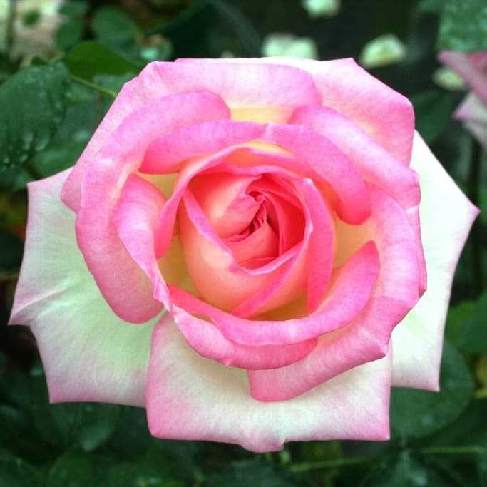 Роза кроун принцесс маргарет (crown princess margareta): фото, отзывы, описание, характеристики.