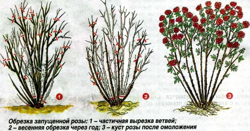 Как обрезать розы летом