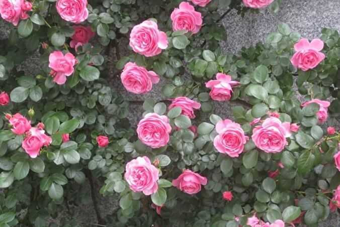 Роза «леонардо да винчи»: описание, выращивание и уход