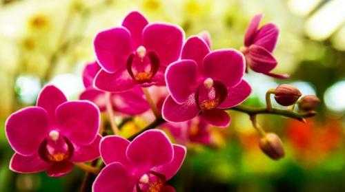 ﻿родина фиалок: страна происхождения комнатного растения и условия выращивания прекрасного цветка