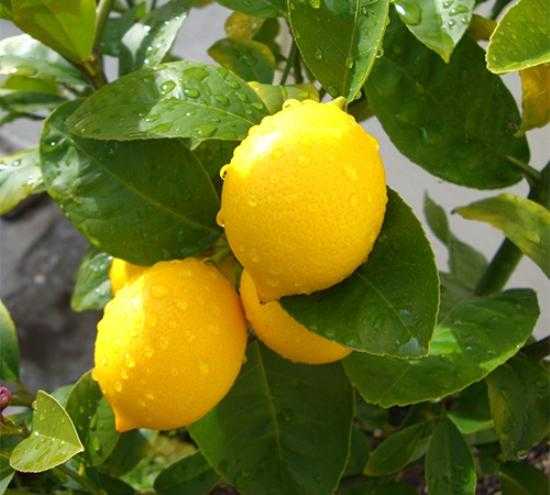 Размножение лимона черенками в домашних условиях: подготовка посадочного материала, емкости и грунта, укоренение, особенности ухода